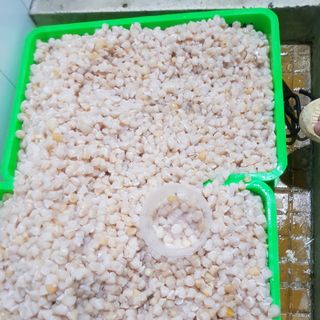 Cồi ò điệp