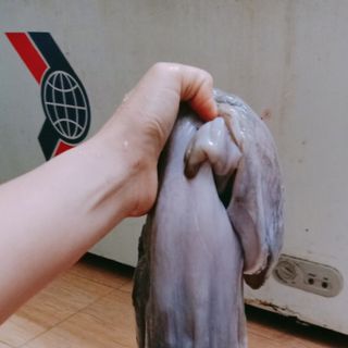 Bạch tuộc khổng lồ