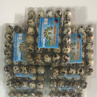 TRỨNG CÚT VĨ