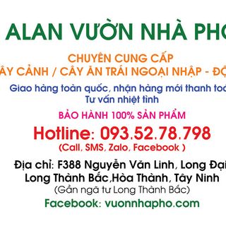 NHỮNG ĐIỀU THÚ VỊ VỀ HOA TRÀ MY
