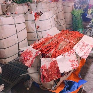 Nụ Tầm Xuân Gói 100 cây