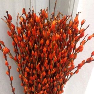 Nụ Tầm Xuân Gói 100 cây