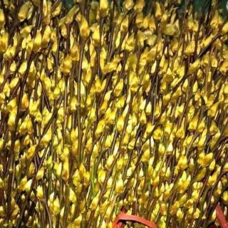 Nụ Tầm Xuân Gói 100 cây