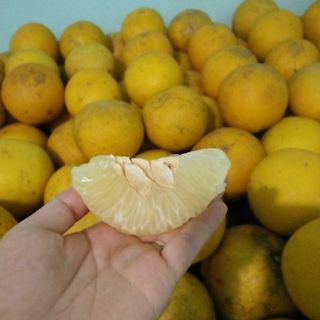 Bưởi Diễn sạch cây lâu năm bao ngon bao ngọt