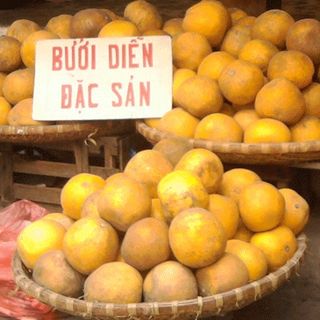 Bưởi Diễn sạch cây lâu năm bao ngon bao ngọt