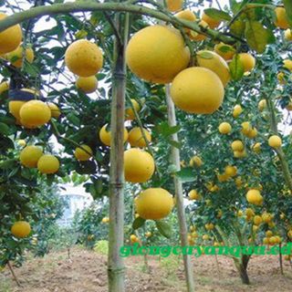 Bưởi Diễn sạch cây lâu năm bao ngon bao ngọt