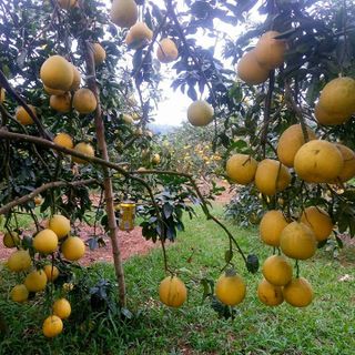 Bưởi Diễn sạch cây lâu năm bao ngon bao ngọt