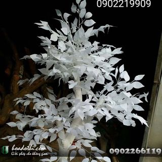 Cây thân trắng giả