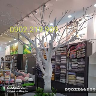 Cây thân trắng giả