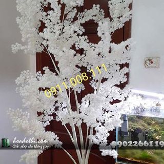 Cây thân trắng giả