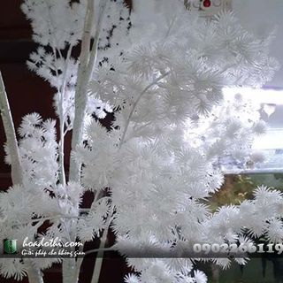 Cây thân trắng giả