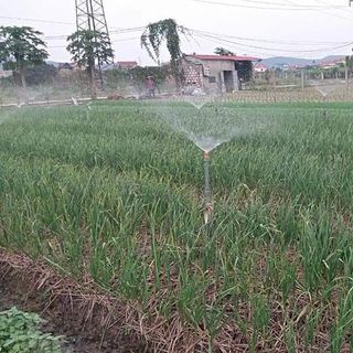 Tinh dầu tỏi Kimo