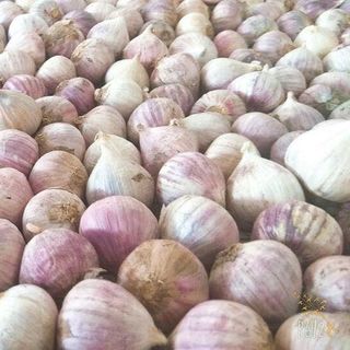 Tinh dầu tỏi Kimo