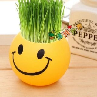 Hủ trồng cây icon có sẵn hạt giống
Giá sỉ 20k