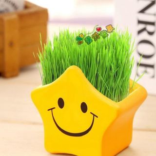 Hủ trồng cây icon có sẵn hạt giống
Giá sỉ 20k