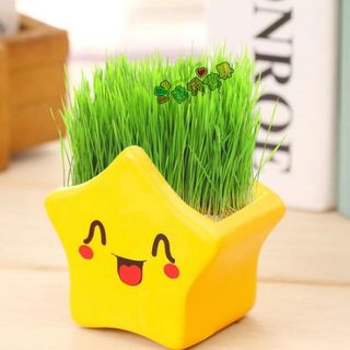 Hủ trồng cây icon có sẵn hạt giống
Giá sỉ 20k