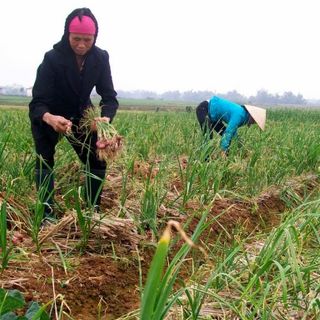 Siro tỏi đen Kimo