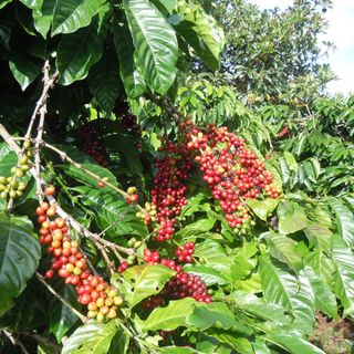 Cà phê rang xay nguyên chất