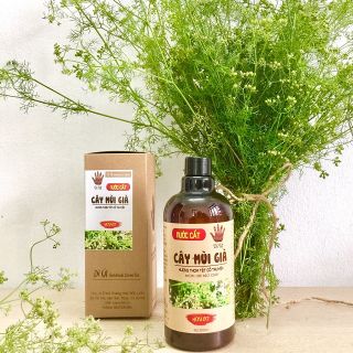 Nước mùi già - Tinh chất cây mùi già tắm tết xông nhà