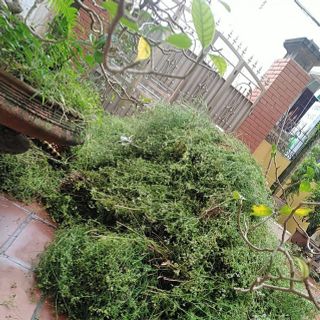 Nước mùi già - Tinh chất cây mùi già tắm tết xông nhà