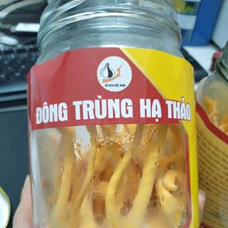 Đông trùng hạ thảo tươi Việt Nam giá sỉ