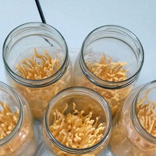 Đông trùng hạ thảo tươi Việt Nam