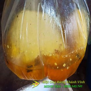 Mật Ong Rừng Thiên Nhiên - Ong Khoái