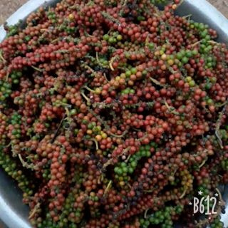 Tiêu sọ Đăk Lăk