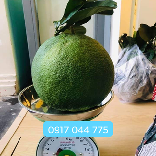 Bưởi da xanh miền tây