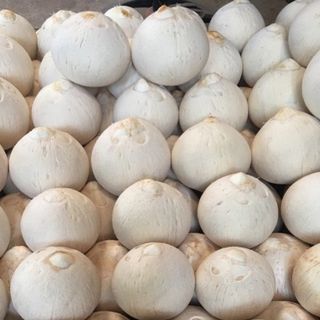 Dừa Trọc Bến Tre