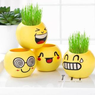 Hủ trồng cây icon có sẵn hạt giống nhe các bạn 20k