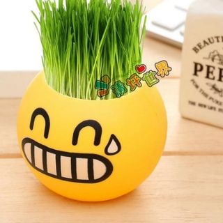 Hủ trồng cây có sẵn đất và hạt giống luôn nha