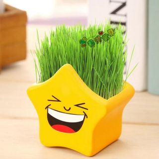 Hủ trồng cây có sẵn đất và hạt giống luôn nha