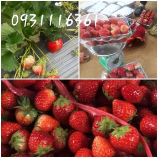 Dâu tây Sỉ số lượng từ 5kg