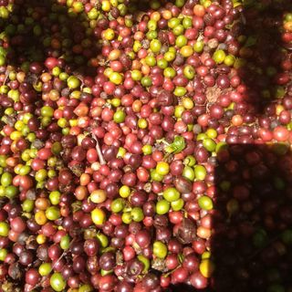 Cafe Abrica và Robusta rang xay nguyên chất 100 giá sỉ