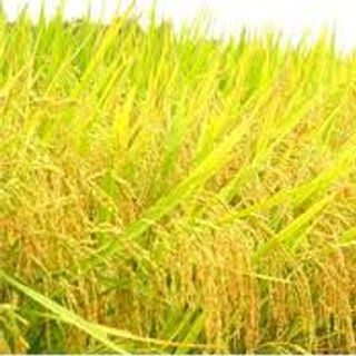 Gạo Thái Bình BC15