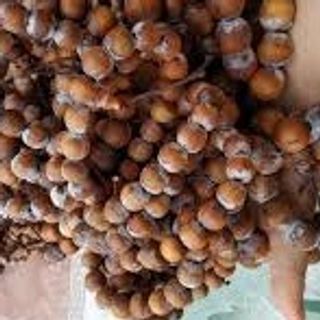 TRÀNG 108 HẠT HOÀNG ĐÀN TUYẾT LẠNG SƠN 10li-KHÔNG PHA GỖ TẠP- THƠM TRỌN ĐỜI