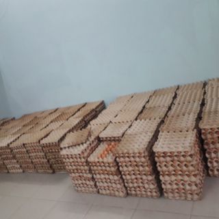 Chuyên cung cấp các loại trứng Gà CN trứng vịt trứng cút trứng vịt trứng gà ac gà ri