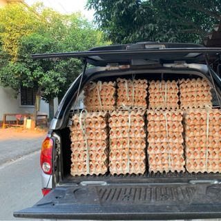 Chuyên cung cấp các loại trứng Gà CN trứng vịt trứng cút trứng vịt trứng gà ac gà ri