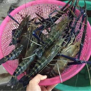 Tôm càng xanh đực