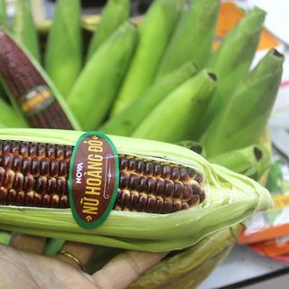 Hạt giống Nữ Hoàng đỏ