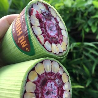 Hạt giống Nữ Hoàng đỏ