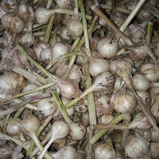 TỎI TƯƠI LÝ SƠN