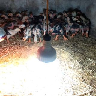 gà đông tảo thuần chủng