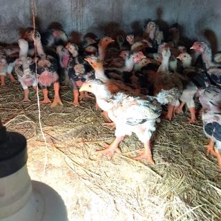 gà đông tảo thuần chủng