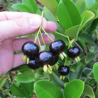 Tại sao nên chọn mua ngay Giống cây Cherry Brazil tại ALAN Vườn Nhà Phố