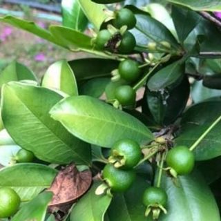 Tại sao nên chọn mua ngay Giống cây Cherry Brazil tại ALAN Vườn Nhà Phố