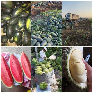 Sỉ sầu ri6 mít Đăk Lắc Số lượng theo cont