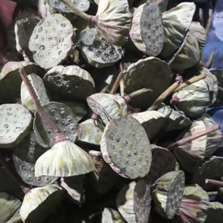 Sen tuơi đồng tháp muời