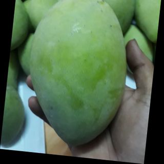 Xoài cát hòa lộc